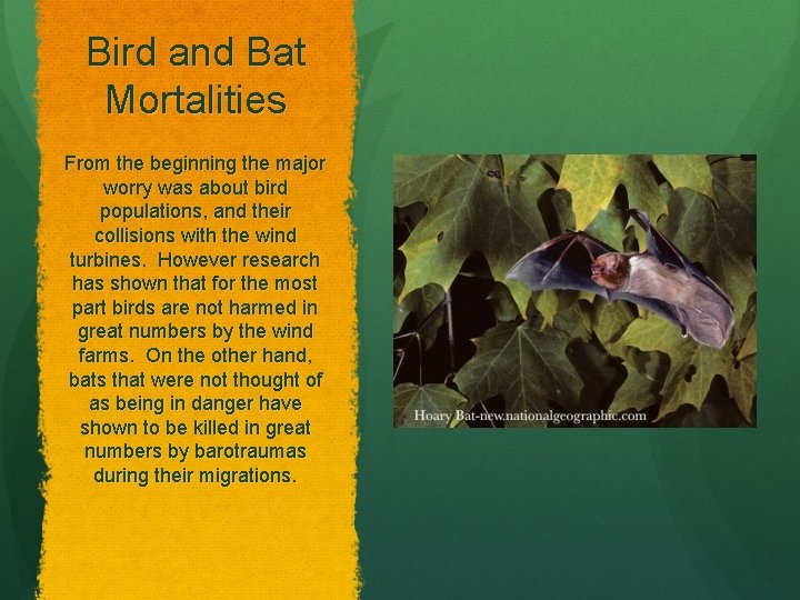 Bird and Bat Mortalities From the beginning the major worry was about bird populations,