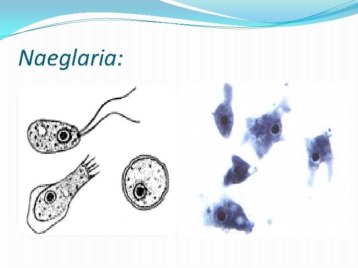 Naeglaria: 