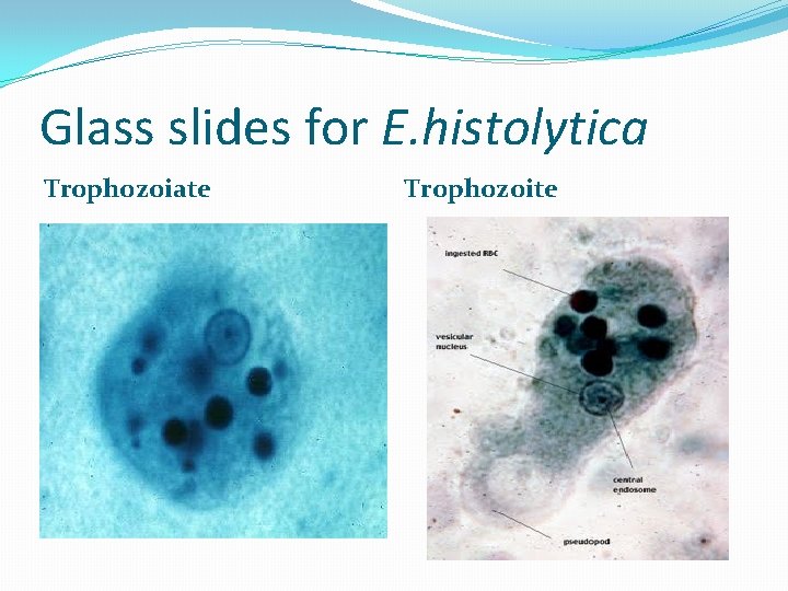 Glass slides for E. histolytica Trophozoiate Trophozoite 