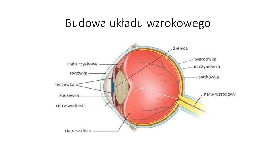 Budowa układu wzrokowego 