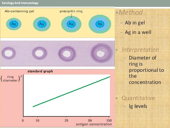  • Method – Ab in gel – Ag in a well • Interpretation