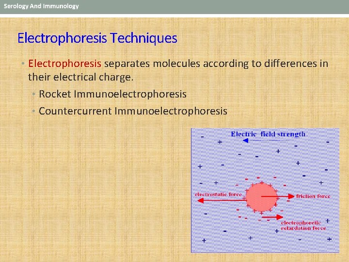 Electrophoresis Techniques • Electrophoresis separates molecules according to differences in their electrical charge. •