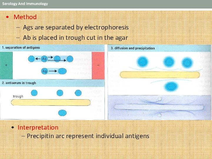  • Method – Ags are separated by electrophoresis – Ab is placed in