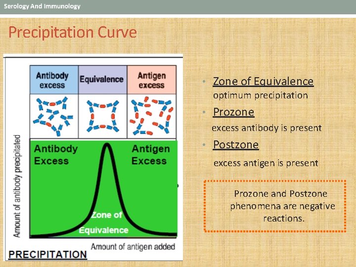 Precipitation Curve • Zone of Equivalence optimum precipitation • Prozone excess antibody is present