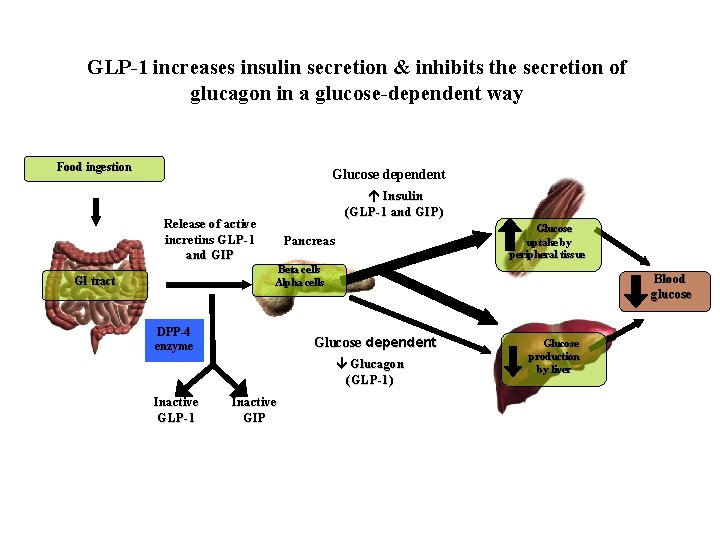 GLP 1 increases insulin secretion & inhibits the secretion of glucagon in a glucose