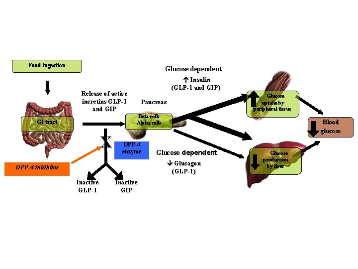 Food ingestion Glucose dependent Insulin (GLP 1 and GIP) Release of active incretins GLP