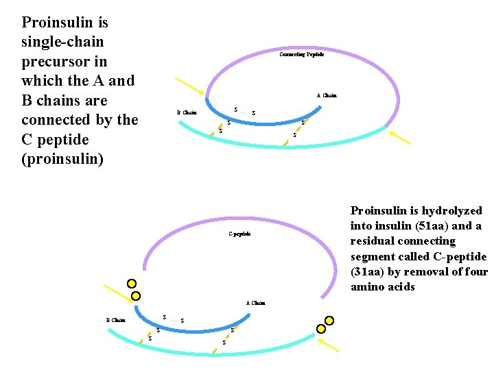 Proinsulin is single chain precursor in which the A and B chains are connected