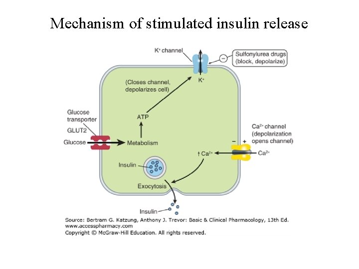 Mechanism of stimulated insulin release 