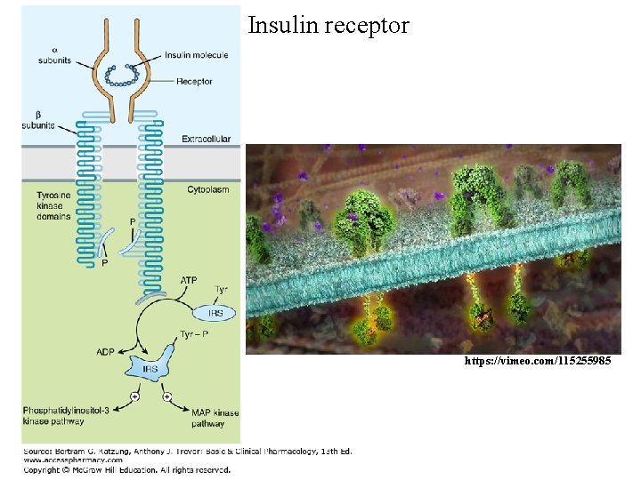 Insulin receptor https: //vimeo. com/115255985 