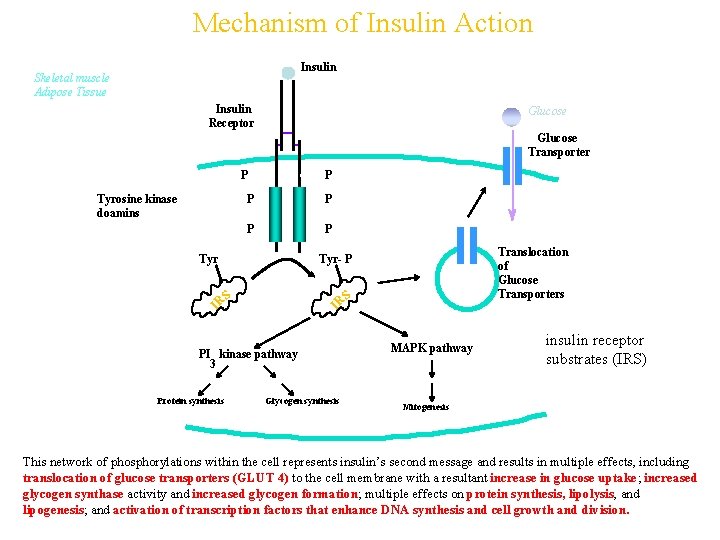 Mechanism of Insulin Action Insulin Skeletal muscle Adipose Tissue Insulin Receptor Glucose Transporter P