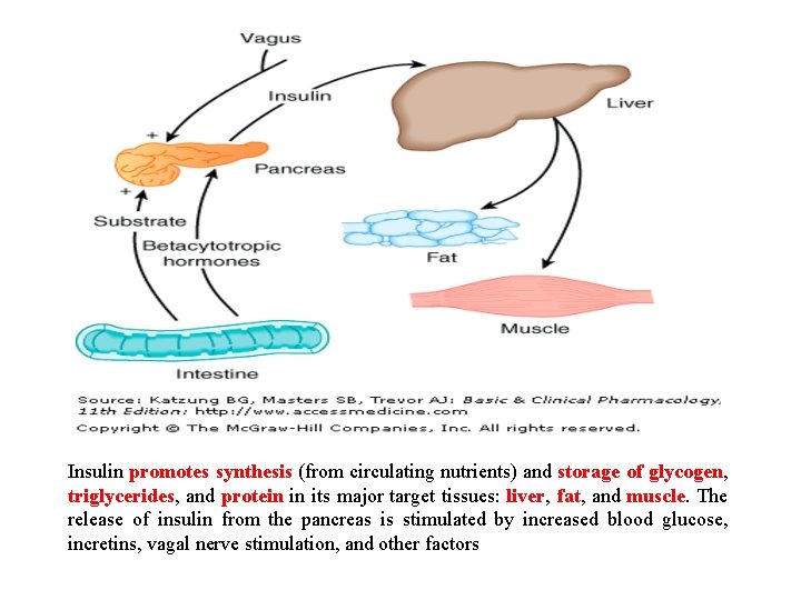 Insulin promotes synthesis (from circulating nutrients) and storage of glycogen, triglycerides, and protein in