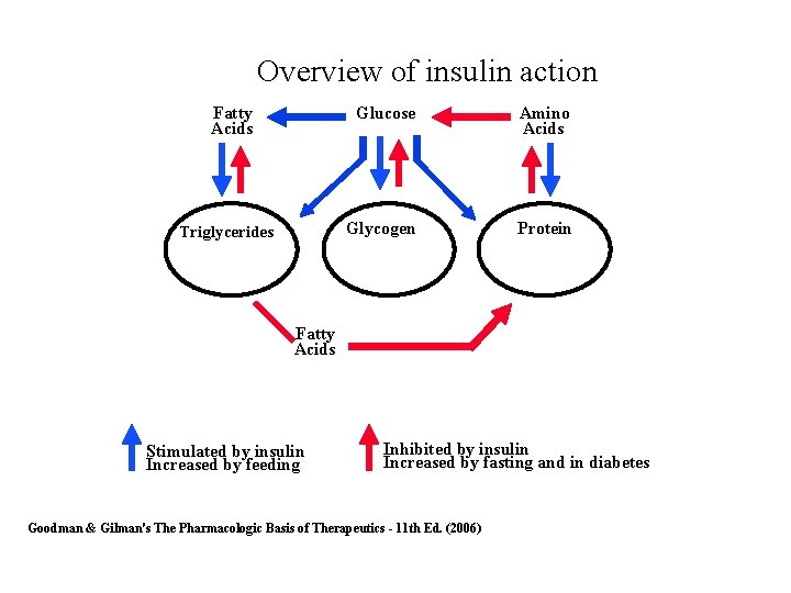 Overview of insulin action Fatty Acids Triglycerides Adipose Tissue Glucose Amino Acids Glycogen Protein
