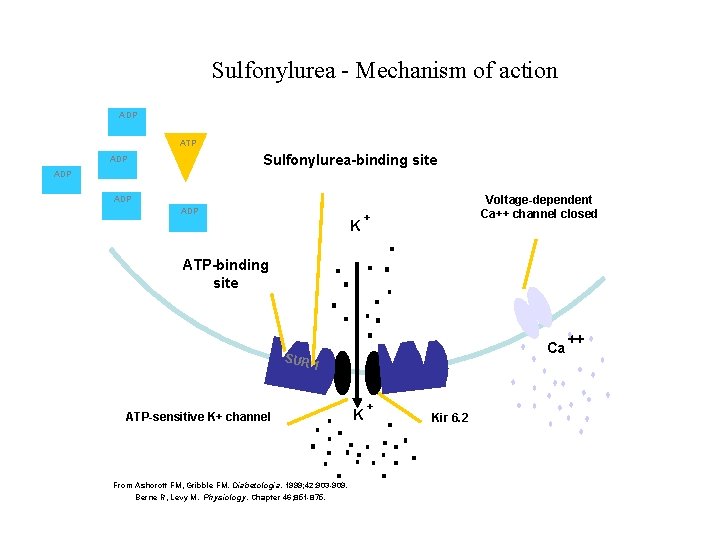 Sulfonylurea - Mechanism of action ADP ATP Sulfonylurea-binding site ADP Voltage-dependent Ca++ channel closed