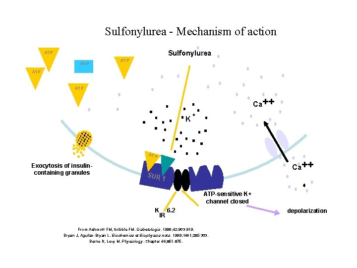 Sulfonylurea - Mechanism of action Sulfonylurea ATP ADP ATP Ca++ K + ATP Exocytosis
