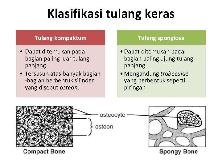 Klasifikasi tulang keras Tulang kompaktum • Dapat ditemukan pada bagian paling luar tulang panjang.