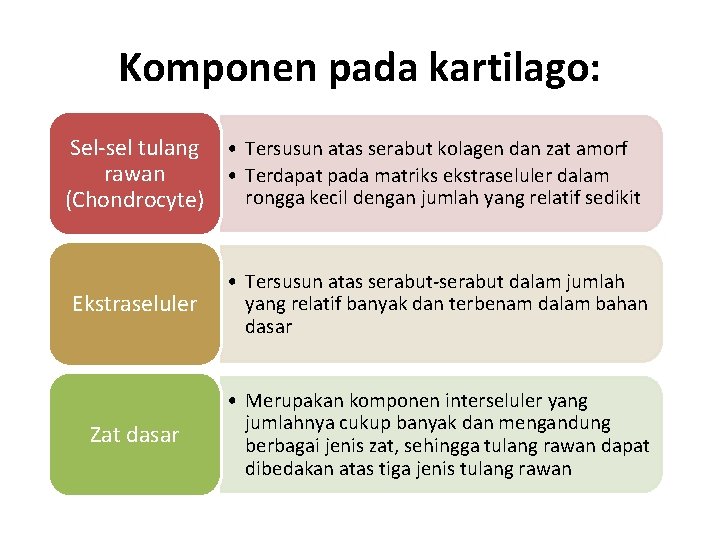 Komponen pada kartilago: Sel-sel tulang • Tersusun atas serabut kolagen dan zat amorf rawan