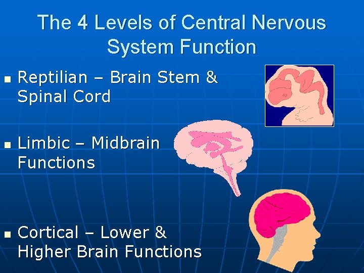 The 4 Levels of Central Nervous System Function n Reptilian – Brain Stem &
