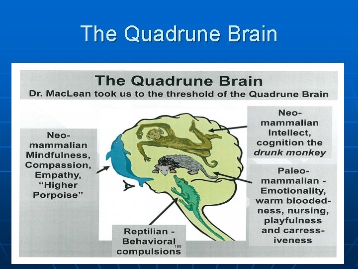 The Quadrune Brain 