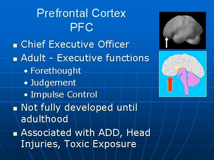 Prefrontal Cortex PFC n n Chief Executive Officer Adult - Executive functions • Forethought