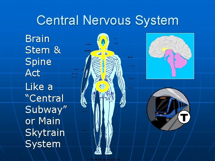 Central Nervous System Brain Stem & Spine Act Like a “Central Subway” or Main