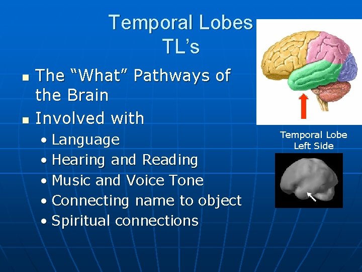 Temporal Lobes TL’s n n The “What” Pathways of the Brain Involved with •