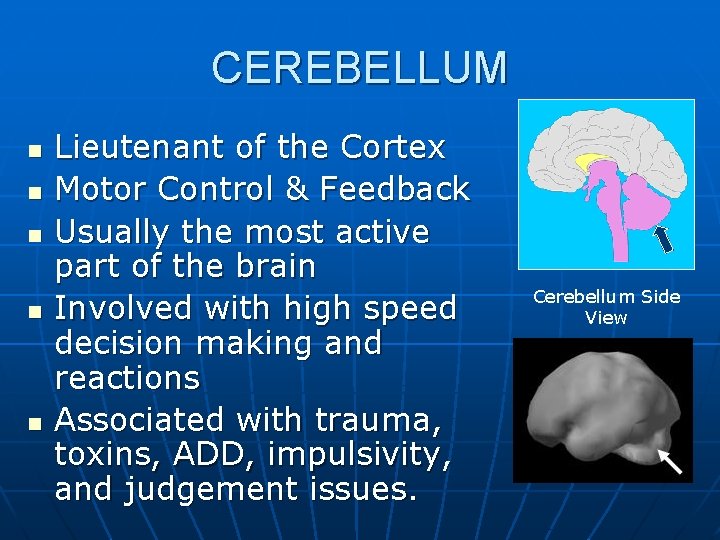 CEREBELLUM n n n Lieutenant of the Cortex Motor Control & Feedback Usually the