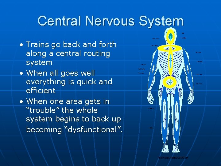 Central Nervous System • Trains go back and forth along a central routing system