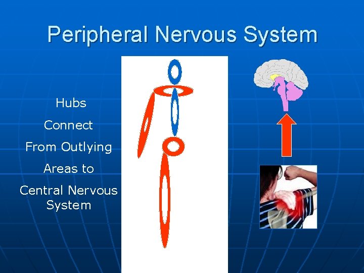 Peripheral Nervous System Hubs Connect From Outlying Areas to Central Nervous System 