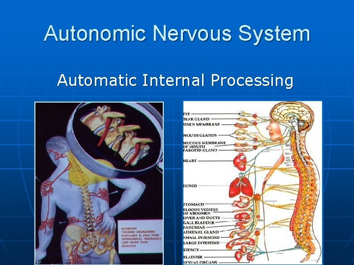 Autonomic Nervous System Automatic Internal Processing 
