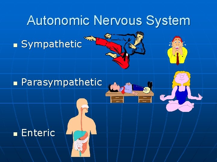 Autonomic Nervous System n Sympathetic n Parasympathetic n Enteric 