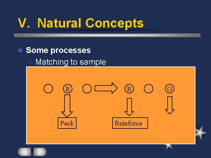 V. Natural Concepts l Some processes – Matching to sample R R Peck Reinforce