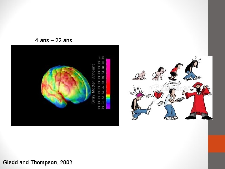 4 ans – 22 ans Giedd and Thompson, 2003 