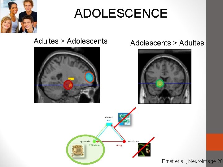 ADOLESCENCE Adultes > Adolescents > Adultes Ernst et al. , Neuro. Image 200 