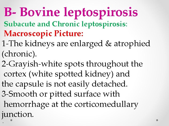 B- Bovine leptospirosis Subacute and Chronic leptospirosis: Macroscopic Picture: 1 -The kidneys are enlarged