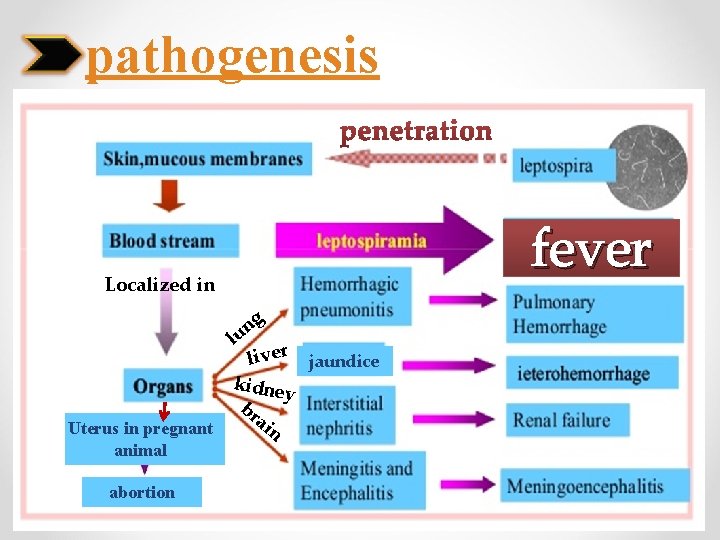 pathogenesis fever Localized in g n lu liver jaundice kidne Uterus in pregnant animal