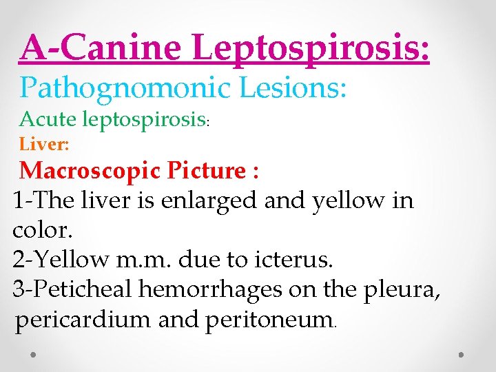 A-Canine Leptospirosis: Pathognomonic Lesions: Acute leptospirosis: Liver: Macroscopic Picture : 1 -The liver is