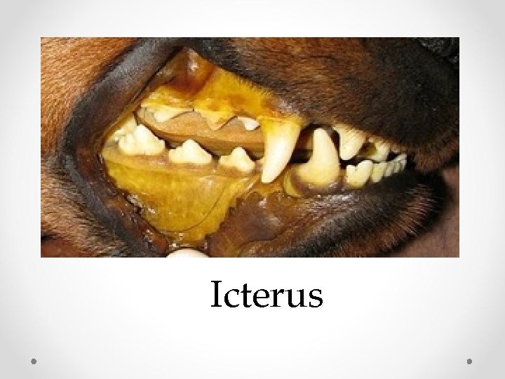 Icterus 