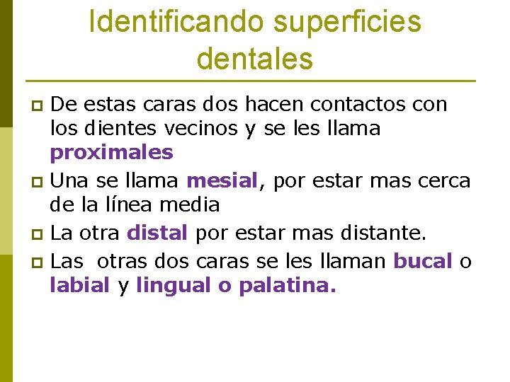 Identificando superficies dentales De estas caras dos hacen contactos con los dientes vecinos y