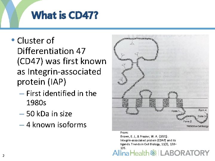 What is CD 47? • Cluster of Differentiation 47 (CD 47) was first known