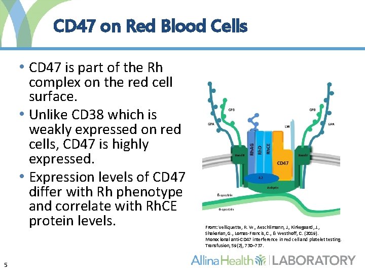 CD 47 on Red Blood Cells • CD 47 is part of the Rh