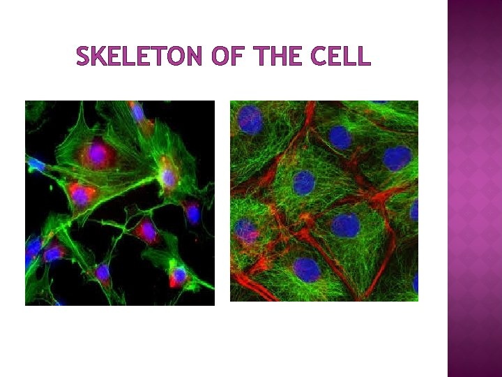 SKELETON OF THE CELL 