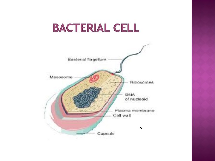 BACTERIAL CELL 
