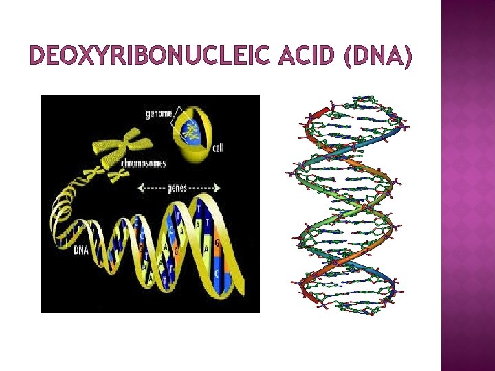 DEOXYRIBONUCLEIC ACID (DNA) 