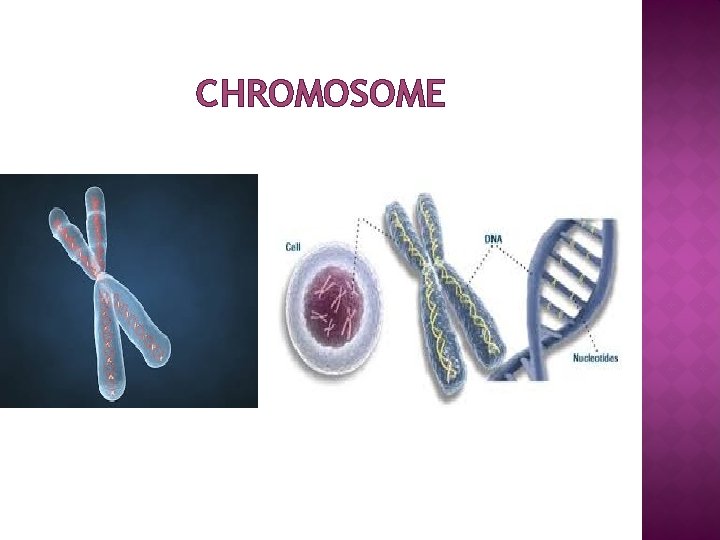 CHROMOSOME 