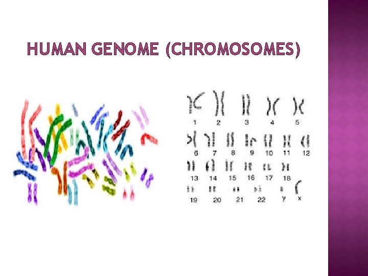 HUMAN GENOME (CHROMOSOMES) 