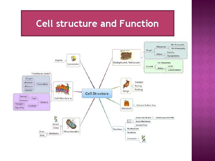 Cell structure and Function 