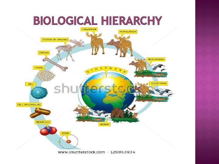 BIOLOGICAL HIERARCHY 