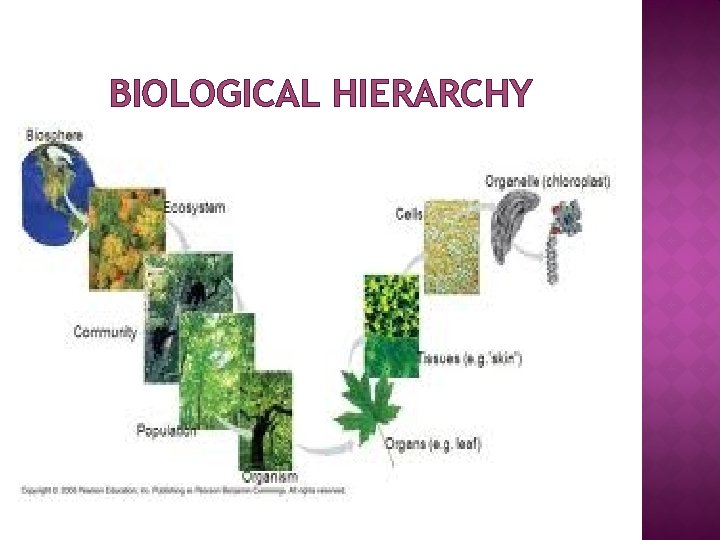 BIOLOGICAL HIERARCHY 