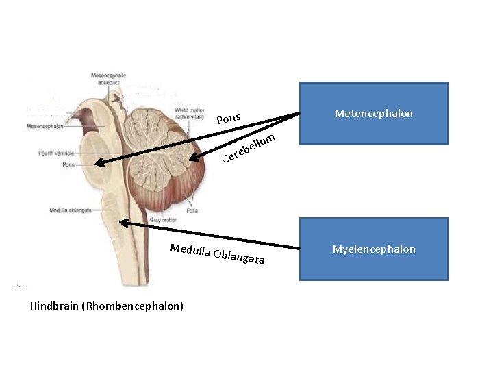 Metencephalon Pons lum l e eb Cer Medulla Hindbrain (Rhombencephalon) Oblangat a Myelencephalon Metencephalon Pons lum l e eb Cer Medulla Hindbrain (Rhombencephalon) Oblangat a Myelencephalon