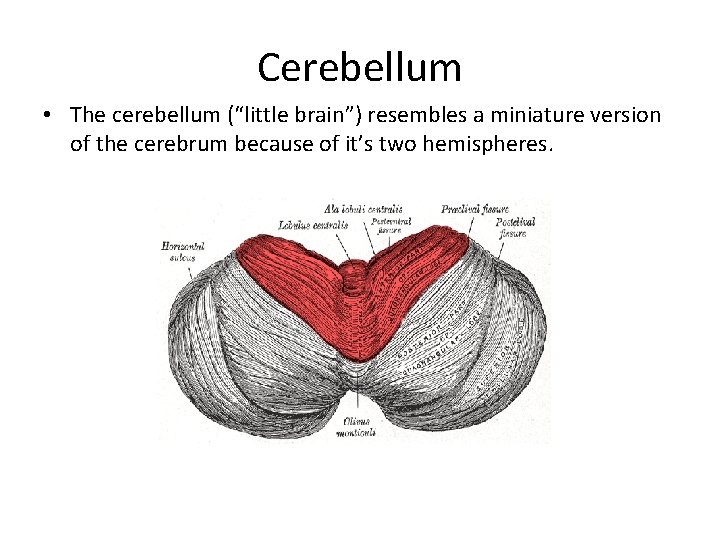 Cerebellum • The cerebellum (“little brain”) resembles a miniature version of the cerebrum because Cerebellum • The cerebellum (“little brain”) resembles a miniature version of the cerebrum because